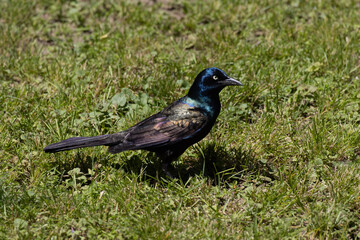 Starling on the grass