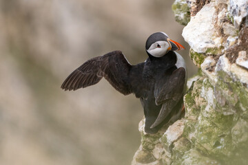 Puffin stretching its wings on the cliffs.