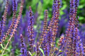 Viele Steppen-Salbei-Blüten in einem Blumenbeet