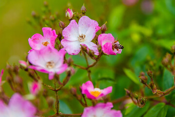 Fototapeta na wymiar bee on pink flowers