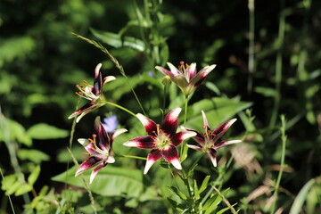 Star-shaped flowers with maroon lily petals Nettie's Pride.