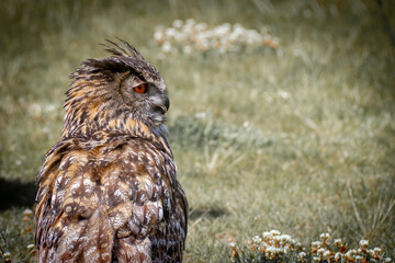Owl in grass