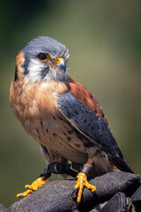 Common Kestrel, Falco tinnunculus