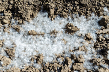 Summer landscape. Poplar fluff. Poplar fluff is to blame for allergies, summer begins with poplar fluff. Magic poplar.