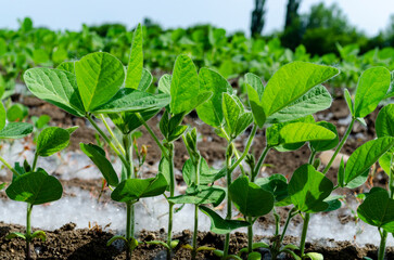 Summer landscape. Poplar fluff. Poplar fluff is to blame for allergies, summer begins with poplar fluff. Magic poplar.