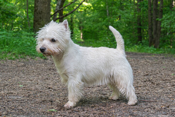 West Highland Terrier dog with white long hair stands on a path in a city park and looks away. Walk of the owner and dog in the park.