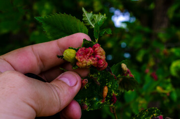 Sick tree, leaves. Look for diseases. Agricultural Department. Identification and control of diseases and pests of fruit trees.Curly leaves are a disease of the plant. Photo series