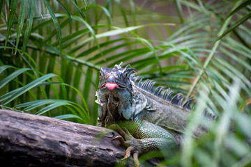 Iguana scenting the air in Costa Rica