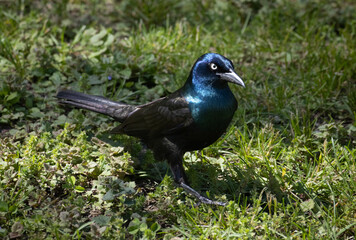 bird on the grass