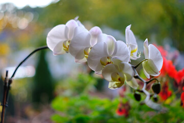 Biały kwiat storczyka na parapecie - obrazy, fototapety, plakaty