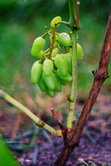 owoce winogronu w czasie dojrzewania