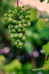 niedojrzały kiść owocu winogron w ogrodzie