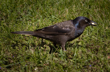 Fototapeta premium blackbird on the grass