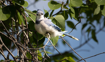 Blue jay