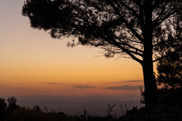 Sunset in nature, with the silhouette of a pine tree and vegetation, against the reddish sky.