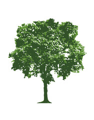 Fototapeta na wymiar Green tree isolated on white Ficus Benjamin