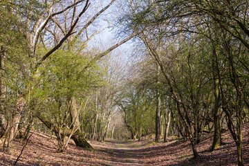 Obraz premium Water supply dunes, a beautiful nature reserve that has been set up for the extraction of drinking water for the municipality of Amsterdam.