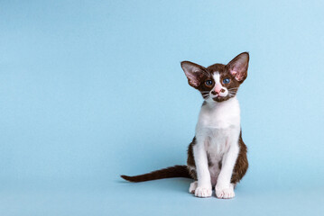 Kitten breed oriental bicolor white with brown sits on a blue background and looks at the camera, he has beautiful blue eyes.