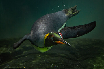 penguin swimming under water closeup © edigrafie