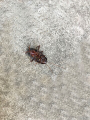 A large dead cockroach lies upside down on gray textured asphalt, top view. Hot summer season. Insect. Pest.