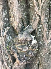 Cracked gray tree bark, close-up, front view. Textured surface with large wide cracks. Fragment of a tree.