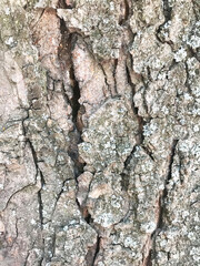 Cracked gray tree bark, close-up, front view. Textured surface with large wide cracks. Fragment of a tree.