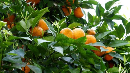 Mandarin tree with orange fruits