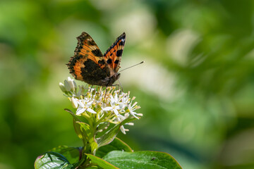 Small tortoiseshell butterfly (Aglais urticae) feeding on nectar.