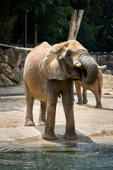 elephant in a zoo drinking water