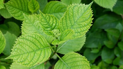 Peppermint plant leaves as closeup