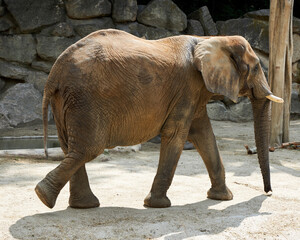 elephant in a zoo walking