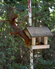 squirrel stealing nuts out of a birdhouse