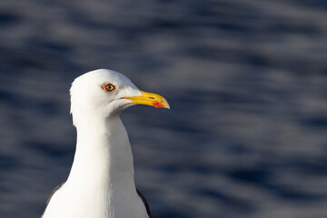 Obraz premium Great dark-blacked gull - Larus marinus Linnaeus, Northern Norway- Europe 