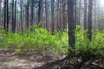 Fototapeta premium A plot of pine forest with deciduous undergrowth with bright green foliage on a sunny day