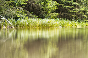 Obraz premium Schilf am Teich