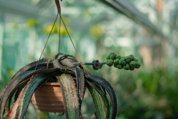 In the greenhouse hangs a beautiful pot with a succulent plant