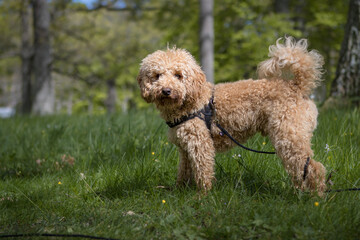 Dwarf Poodle playing in the grass on a sunny day with flowers and trees in the background