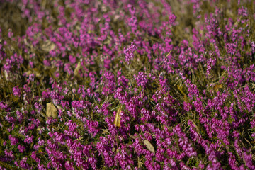 Obraz premium Expanse of small pink flowers 