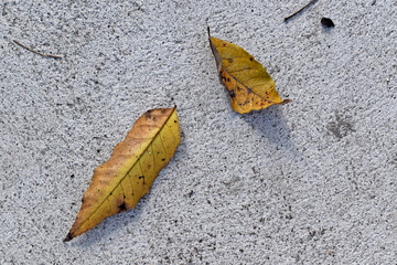 Concrete floor texture background and yellow leaves