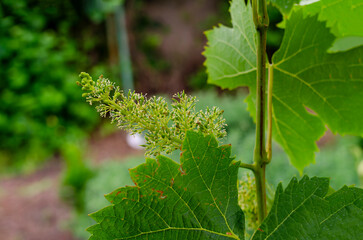 Grapevine with baby grapes and flowers - flowering of the vine with small grape berries. Young green grape branches on the vineyard in spring time.