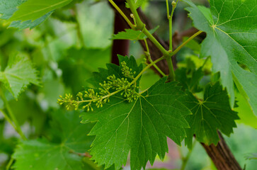 Grapevine with baby grapes and flowers - flowering of the vine with small grape berries. Young green grape branches on the vineyard in spring time.