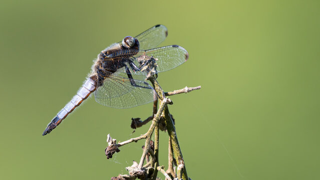 Male scarce chaser dragonfly (Libellula fulva) resting on a branch, isolated with a blurred background.