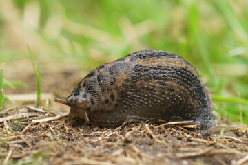 Closeup on the grey leopard slug , Limax maximus curled up on the ground