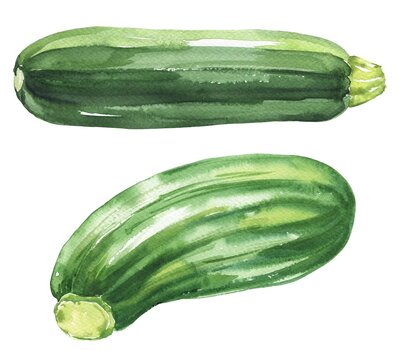 Zucchini on white background. Food illustration.
