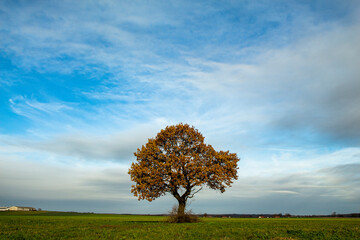 Fototapeta na wymiar Baum im Herbst einsam in grüner Landschaft stehend, mit Himmel und Wolken