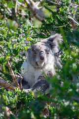 koala in a tree