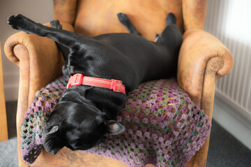 Staffordshire Bull Terrier dog asleep on a suede chair. He is lying with his head down and feet...