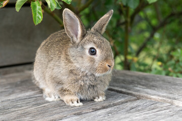 Little brown rabbit outdoors, pet breeding, Easter concept.
