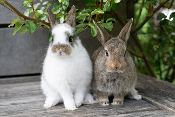 Two small brown and white rabbits outside, pet breeding, Easter concept.