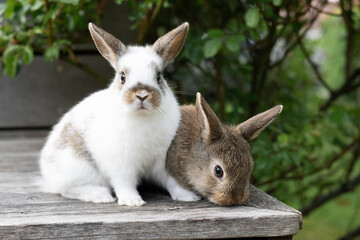 Easter concept, two small brown and white rabbits on a wooden terrace outside, pet breeding.